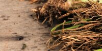 Systematic Review of Randomized Clinical Trials to Examine Impact of Inulin-type Fructans on Weight Management Outcomes
