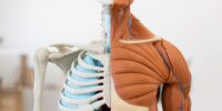 Skeletal Muscle Composition and the Effects of Exercise and/or Prebiotic Fiber in Preventing Diet Related Morbidities