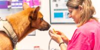 New Study Demonstrates Consistent and Targeted Prebiotic Effects of Benicaros®  