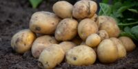 What’s the Latest in Prebiotic Research? – October 2026 Edition